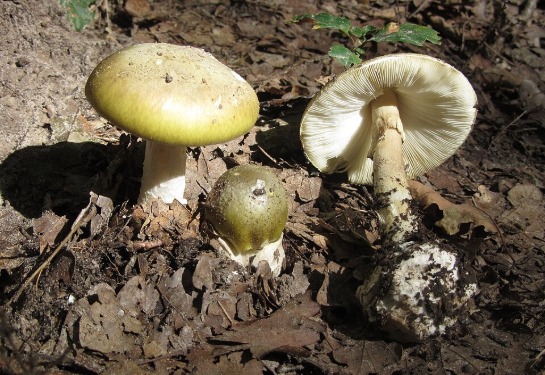 Three yellowish mushrooms growing on a forest floor covered with dry leaves and soil.