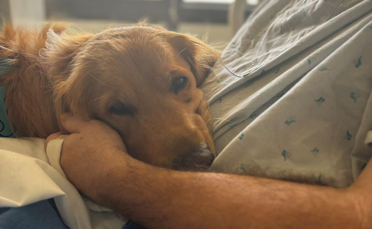 A canine companion dog lays on a patient's bed.
