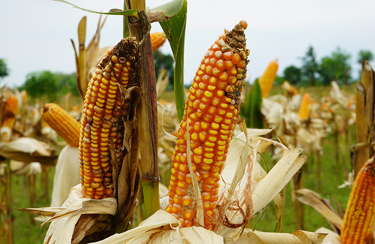 View of corn with ear rot, damage commonly caused by insect infestations that results in aflatoxin mold.