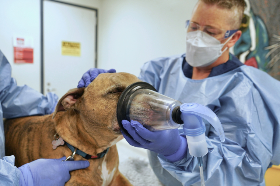 A dog is getting help breathing through a mask while aided by two people in safety gear 