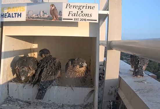A falcon and her family