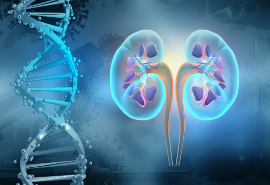 DNA strand and two kidneys graphic 