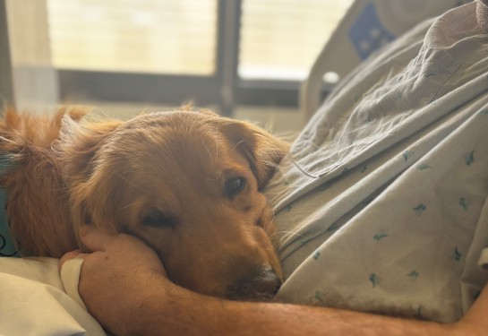 A golden retriever canine companion puts its paws up onto a woman in a hospital while two other providers look on.