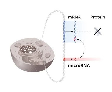 A portion of a cell and images of a red fragment of microRNA attached to mRNA, stopping the production of protein.