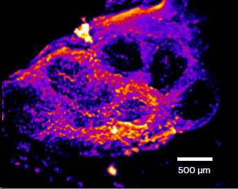 Pseudo-colored map of the Peyer&rsquo;s patch region showing the electrically negative FAEs surrounded by the relatively more positive villus epithelium