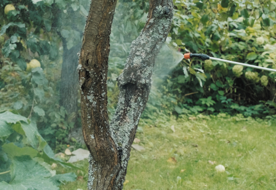 A tree with fungi on its bark is being sprayed by pesticides.
