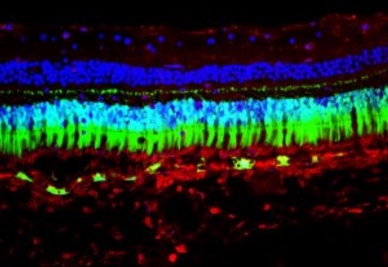Fluorescent images of individual cells in the retina. 