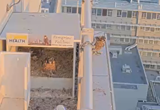 Two falcons remain atop the ledge at UC Davis Medical Center.