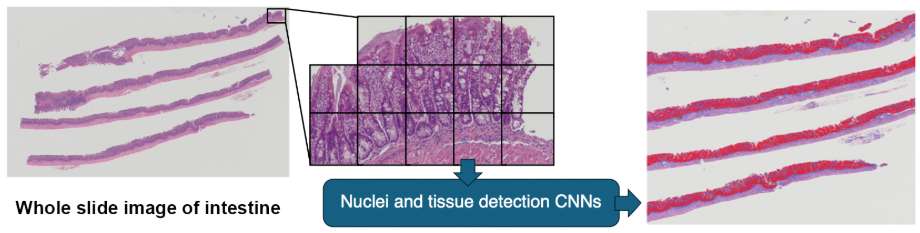 Three images showing tissue and nuclei of intestine.