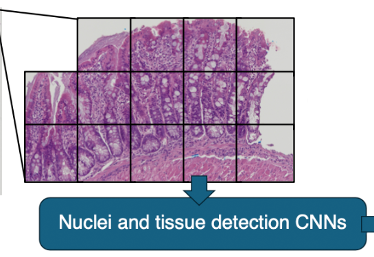 Three images showing tissue and nuclei of intestine.